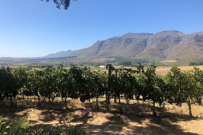 Vine Hopper: Hop-On Hop-Off Wine Tour - Northern Route - Who this tour suits best