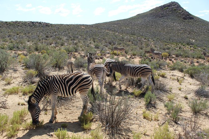 Visit African Big 5 Safari Aquila Game Reserve from Cape Town - full Day - Key Things I’d Note Before You Go