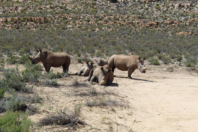 Visit African Big 5 Safari Aquila Game Reserve from Cape Town - full Day - Cape Town Big Five Safari at Aquila: What This Day Trip Feels Like