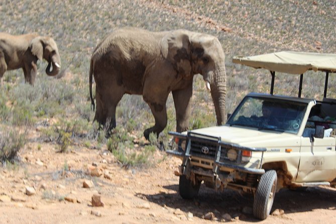 Visit African Big 5 Safari Aquila Game Reserve from Cape Town - full Day - Aquila Private Game Reserve: Breakfast, Welcome Drinks, and the Safari Rhythm