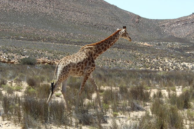 Visit African Big 5 Safari Aquila Game Reserve from Cape Town - full Day - The Big Five Game Drive: Open 4 x 4 Vehicles and Ranger-First Spotting