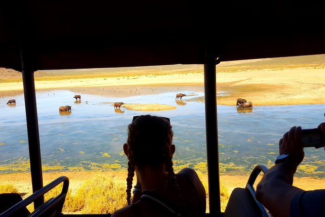 Visit African Big 5 Safari Aquila Game Reserve from Cape Town - full Day - The Buffet Lunch and How Breaks Affect Your Wildlife Time