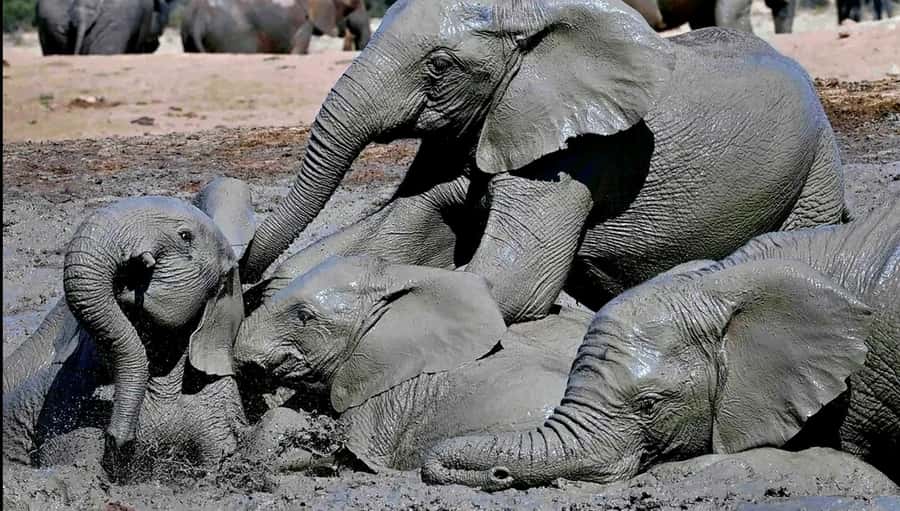 Visit Port Elizabeth :Addo Elephant Park Wildlife Safari - Key Things I’d Bet You’ll Remember