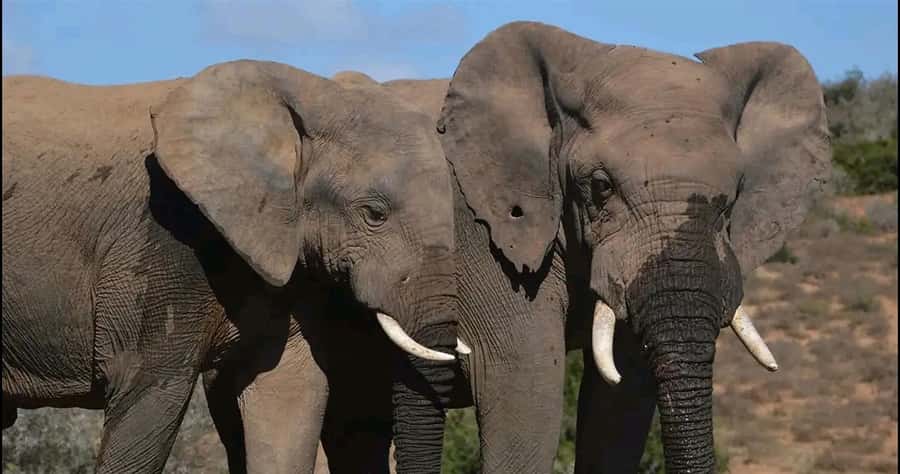 Visit Port Elizabeth :Addo Elephant Park Wildlife Safari - FAQ