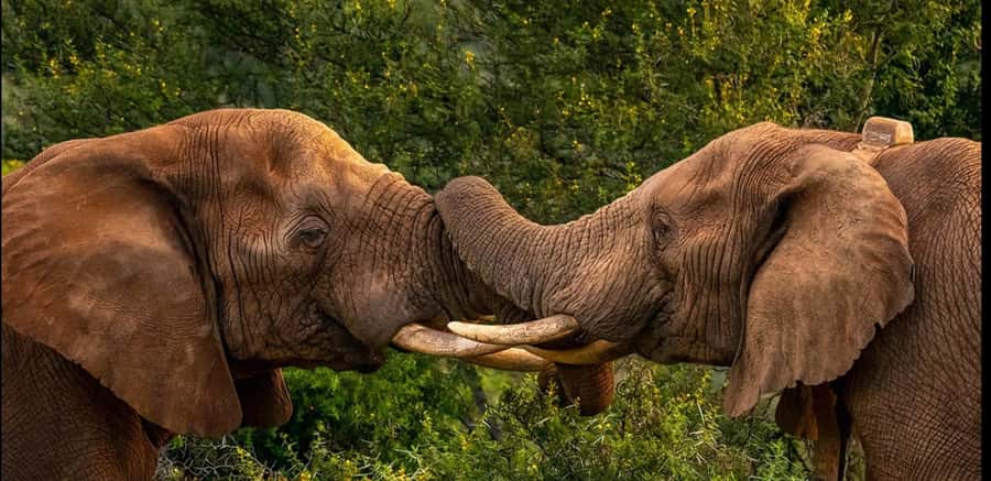 Visit Port Elizabeth :Addo Elephant Park Wildlife Safari - Vehicle Setup and the Elephant Factor: What a Higher Car Changes