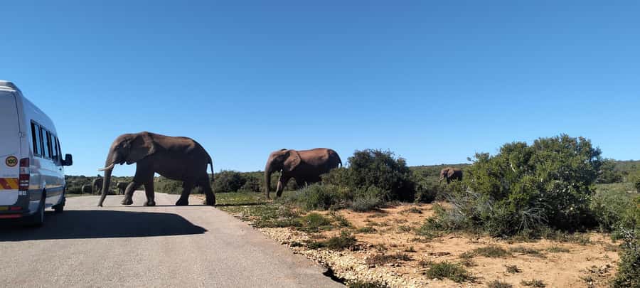 Visit Port Elizabeth :Addo Elephant Park Wildlife Safari - Guide-Led Ecology and Elephant Behavior You Can Actually Use