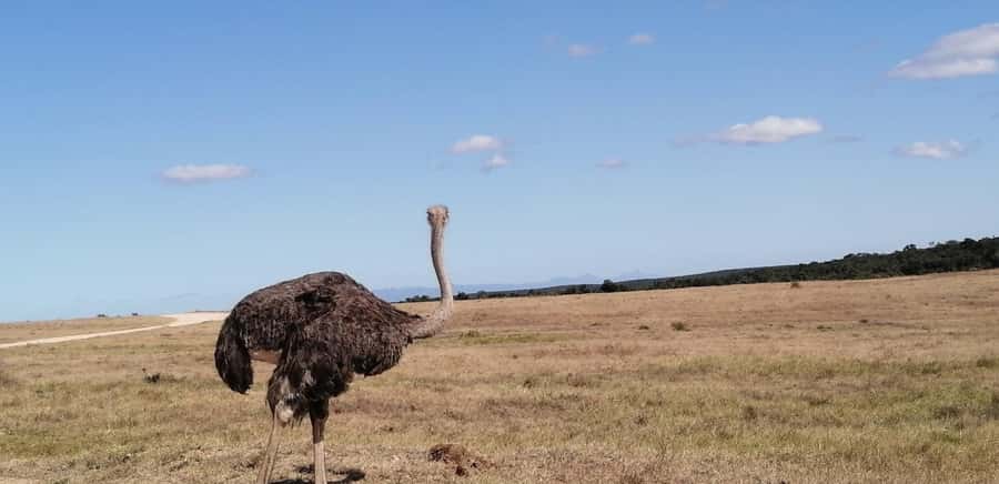 Visit Port Elizabeth :Addo Elephant Park Wildlife Safari - The Short Lunch Break in the Bush, and How to Pack for It