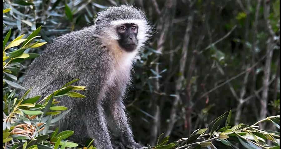 Visit Port Elizabeth :Addo Elephant Park Wildlife Safari - Who This Safari Suits Best, and Who Should Plan Extra Care