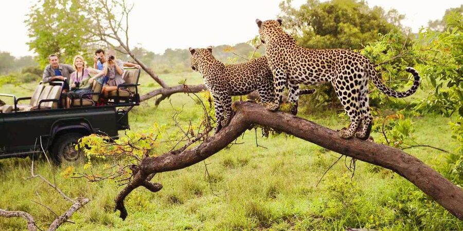 Visit Port Elizabeth :Addo Elephant Park Wildlife Safari - Price and Value: Is $156 Reasonable for This Format?