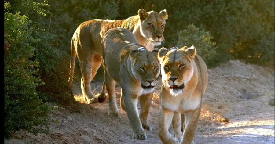 Visit Port Elizabeth :Addo Elephant Park Wildlife Safari - Should You Book This Addo Elephant Park Safari?