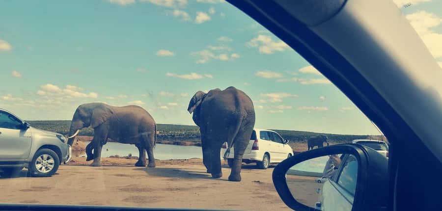 Visit Port Elizabeth :Addo Elephant Park Wildlife Safari - Big Five Ambition in Addo, Plus the Creatures People Skip
