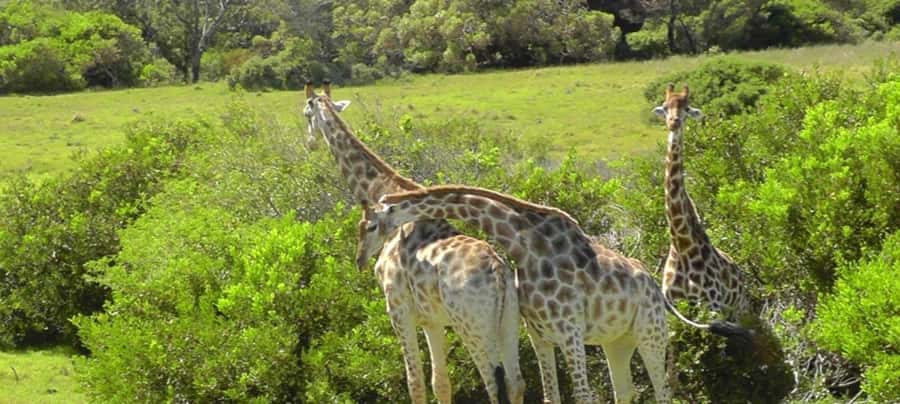 Visit Port Elizabeth :Kragga Kamma Wildlife Bus/Car tour - From Port Elizabeth CBD To Kragga Kamma, Without the Long Haul