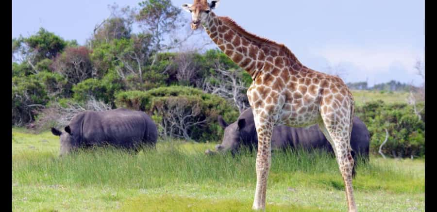 Visit Port Elizabeth :Kragga Kamma Wildlife Bus/Car tour - Seeing Wildlife With a Small-Reserve Feel