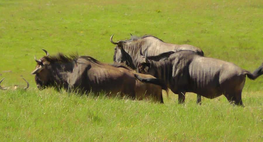 Visit Port Elizabeth :Kragga Kamma Wildlife Bus/Car tour - Optional Beer Tasting, Great If You Like It, Easy to Skip