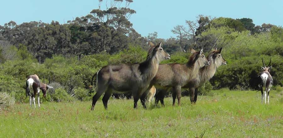 Visit Port Elizabeth :Kragga Kamma Wildlife Bus/Car tour - Value Check: What You Pay For at $115 Per Person