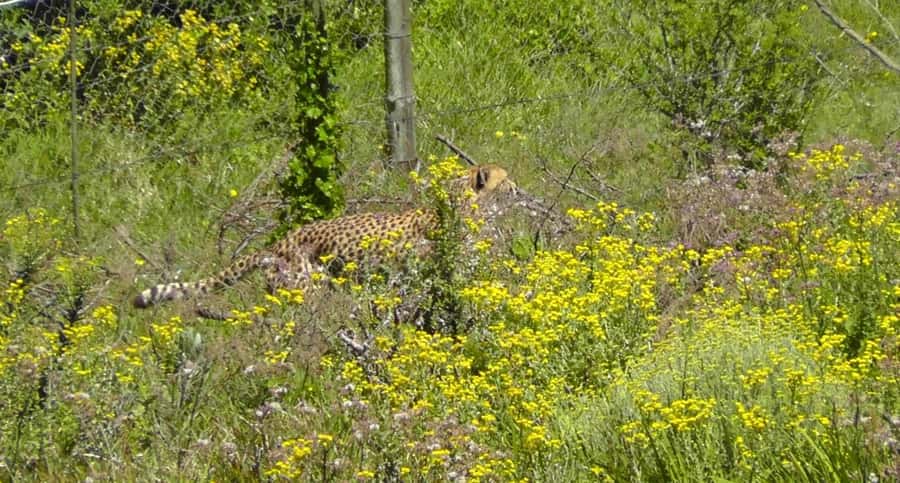 Visit Port Elizabeth :Kragga Kamma Wildlife Bus/Car tour - Who This Tour Fits Best, and Who Should Rethink It