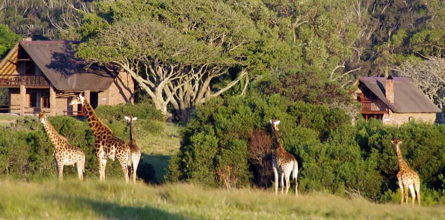 Visit Port Elizabeth :Kragga Kamma Wildlife Bus/Car tour - Tips to Get the Most Out of Your Day