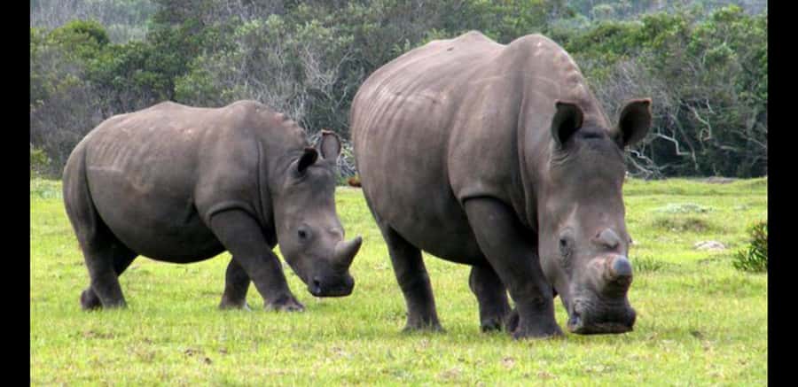 Visit Port Elizabeth :Kragga Kamma Wildlife Bus/Car tour - The Guided Game Drive in Coastal Grassland and Forest