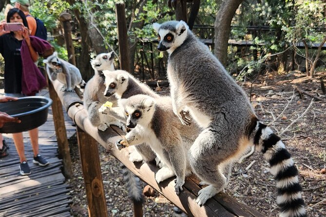 Walk with Elephants Experience plus Monkey Forest Walk - Should You Book Walk With Elephants Plus Monkey Forest Walk?