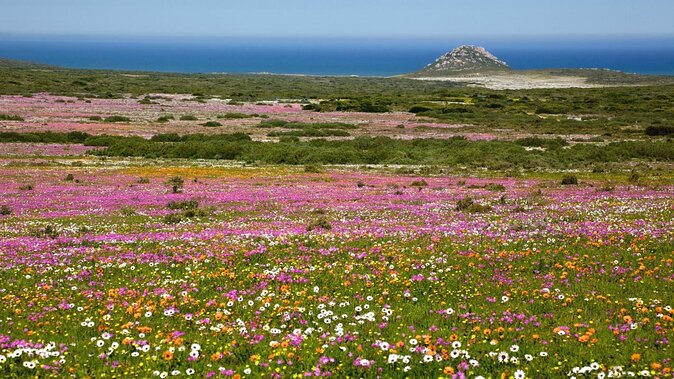 West Coast Day Trip from Cape Town - Tea tasting and lunch: simple meals that keep the day on track
