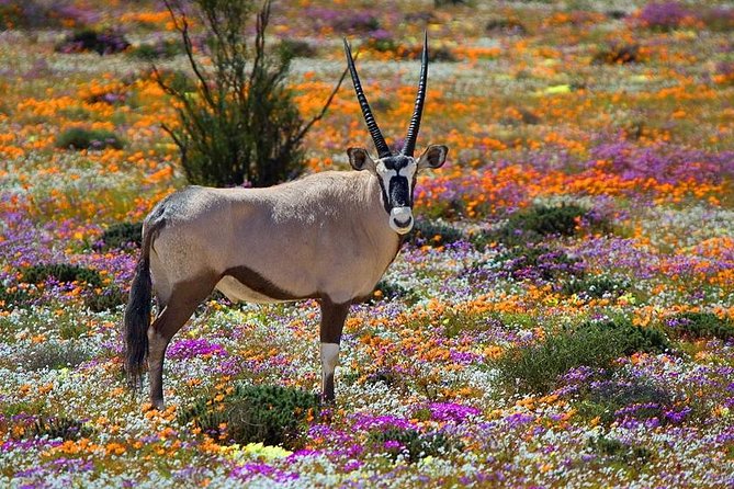 West Coast Wonders Full Day Tour with Private Transfer - Key things to notice before you go