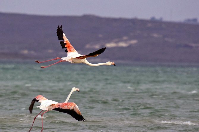 West Coast Wonders Full Day Tour with Private Transfer - Cape West Coast day trips that feel genuinely different