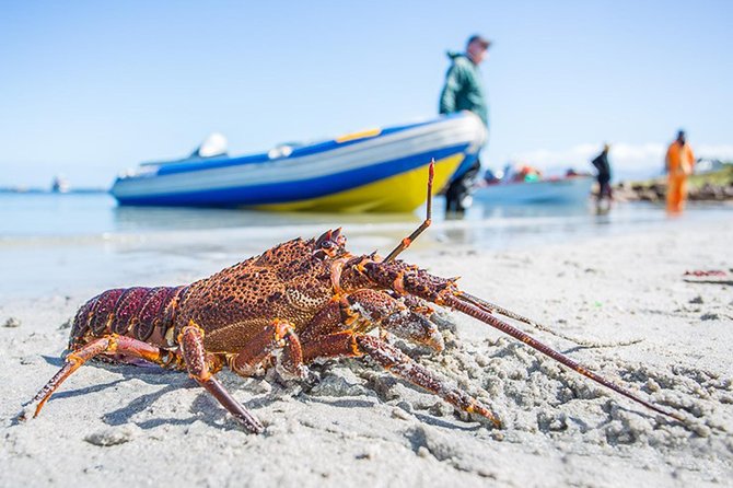 West Coast Wonders Full Day Tour with Private Transfer - Value and pricing, what you get for about $247 per person
