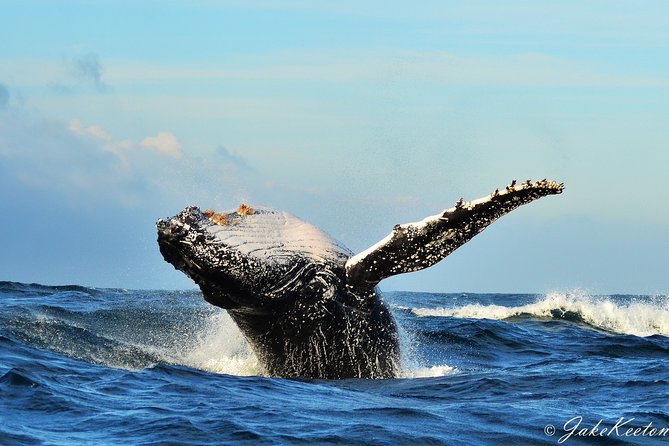Whale, Dolphin & Penguin Island Cruise - Key things to know before you go