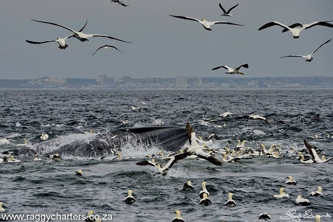 Whale, Dolphin & Penguin Island Cruise - Morning at Port Elizabeth, where the sea work starts