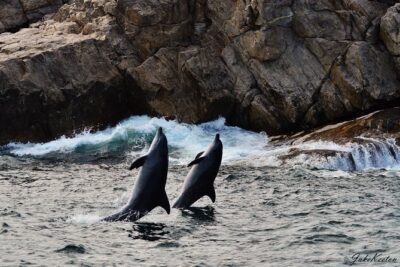 Whale, Dolphin & Penguin Island Cruise