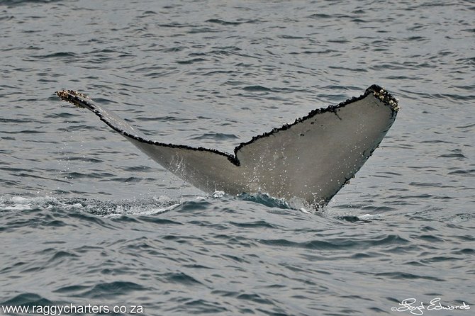 Whale, Dolphin & Penguin Island Cruise - The rest of the wildlife you might spot between stops