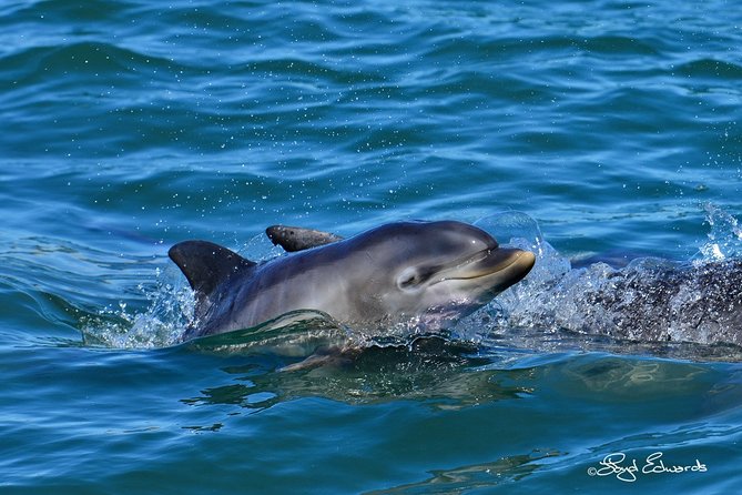 Whale, Dolphin & Penguin Island Cruise - Why the small boat and slower pace changes everything