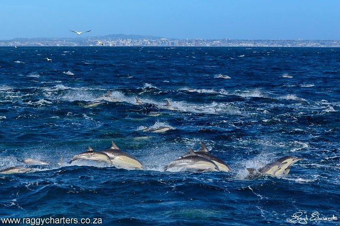 Whale, Dolphin & Penguin Island Cruise - Price, value, and how far you should plan ahead