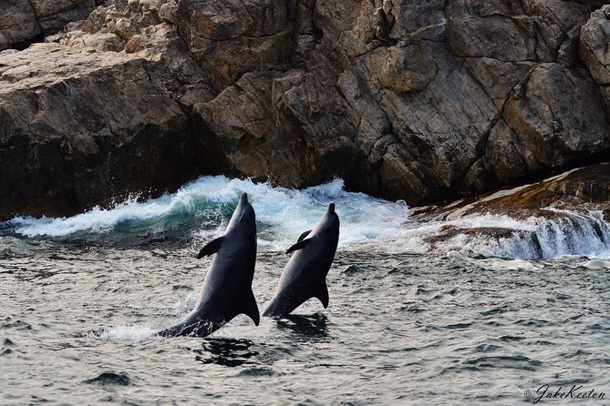 Whale, Dolphin & Penguin Island Cruise - Dolphin time: bow waves, big groups, and the chaos of schooling fish