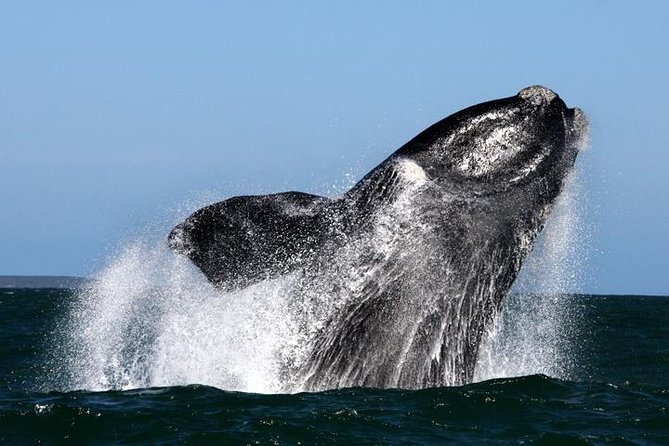 Whale Watching from Gansbaai - Gansbaai and De Keldar, the reason this whale route works