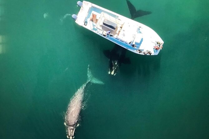 Whale Watching from Gansbaai - From check-in at Hawe Weg to the cliffs: how the 2 hours usually unfold