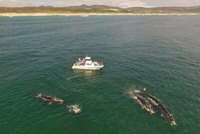 Whale Watching from Gansbaai