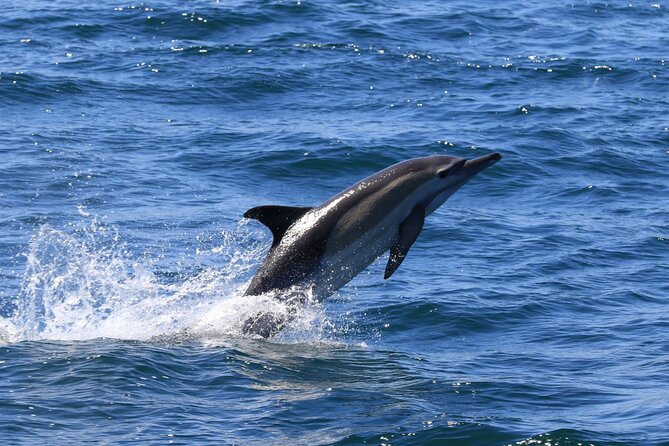 Whale Watching from Gansbaai - When to go and what to bring so you stay comfortable