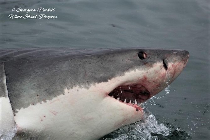Whale Watching from Gansbaai - Who this whale watch suits best, and who might want to rethink it