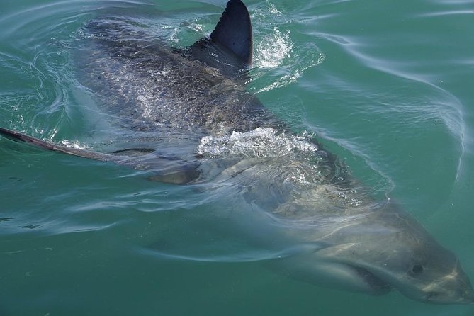 Whale Watching from Gansbaai - FAQ