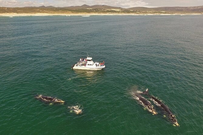 Whale Watching from Gansbaai - What you’re really looking for: Southern right whales plus the rest of the marine lineup