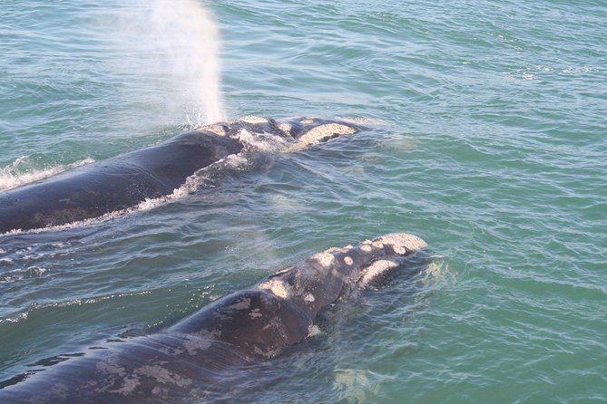Whale Watching Hermanus - Boat base - The Cape Town to Hermanus drive, pickup and Clarens Drive coastal views
