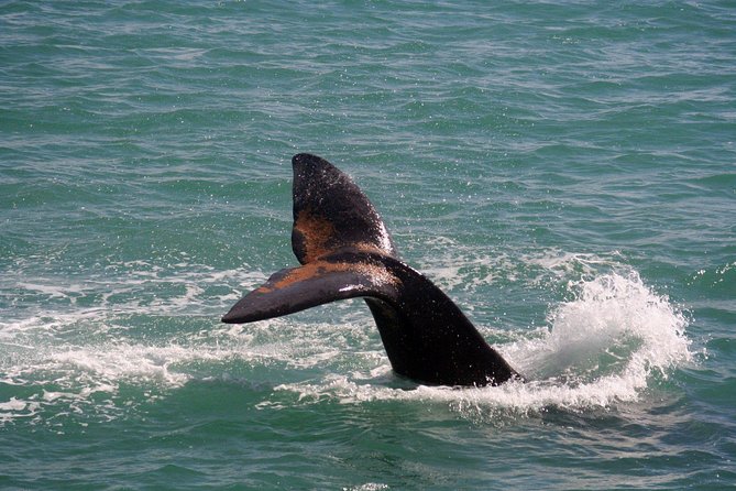 Whale Watching Hermanus - Boat base - Price and value for a $228.37 half-day whale watch