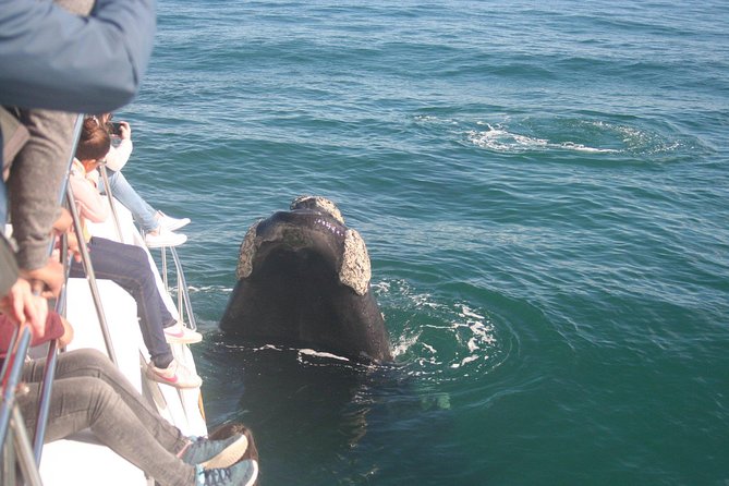 Whale Watching Hermanus - Boat base - Should you book Whale Watching Hermanus - Boat base?
