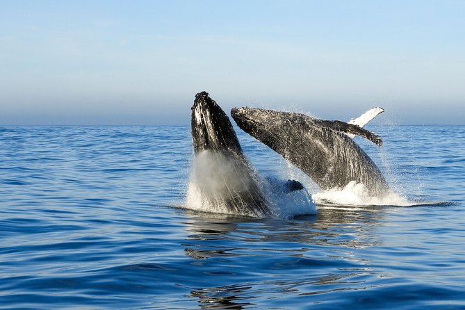 Whale Watching Knysna - Close Encounter Experience Ocean Odyssey - Onboard Commentary That Actually Helps You See More
