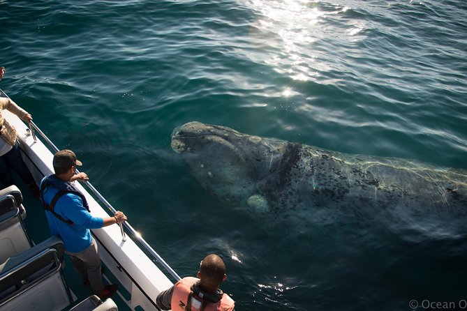 Whale Watching Knysna - Close Encounter Experience Ocean Odyssey - Weather, Sea Conditions, and the Real Deal on Sightings