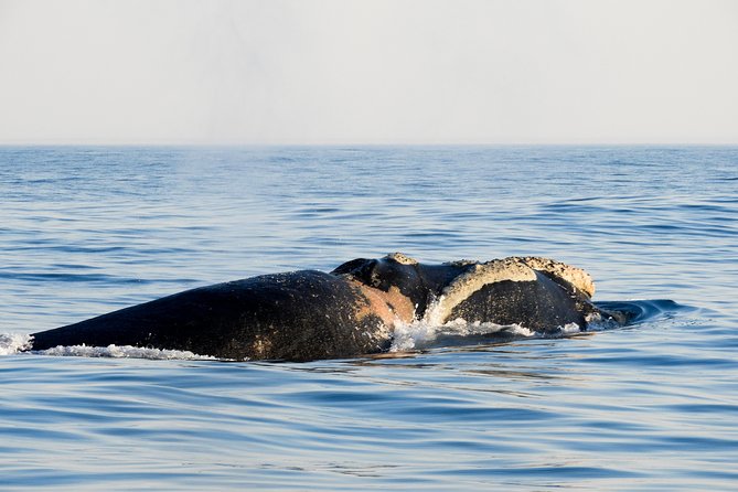 Whale Watching Knysna - Close Encounter Experience Ocean Odyssey - Price and Value: Is $94.90 Worth It?