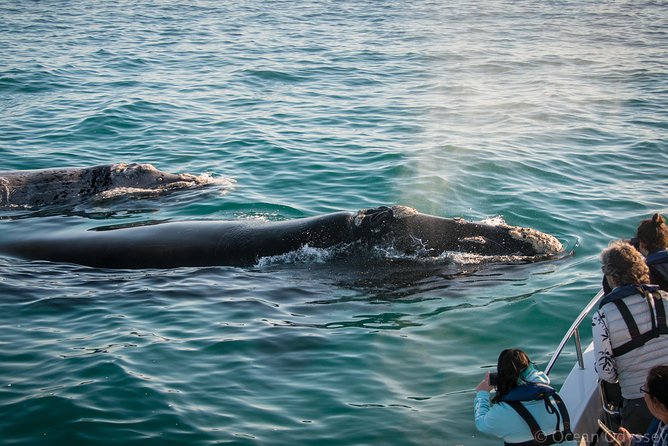 Whale Watching Knysna - Close Encounter Experience Ocean Odyssey - What You Look For: Dolphins First, Then Bryde’s and Big Whales
