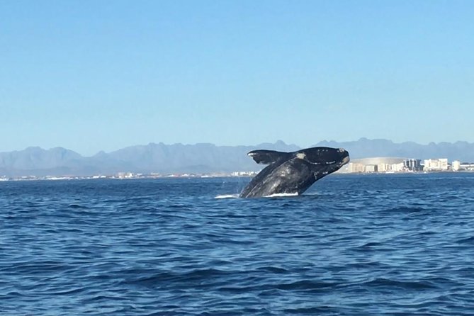Whale Watching Tour from Cape Town - Key things to know before you go