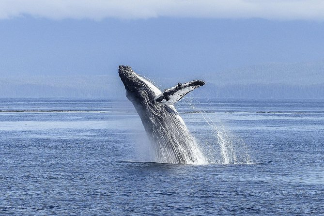 Whale Watching Tour from Cape Town - A full day built around whale calving season from Cape Town